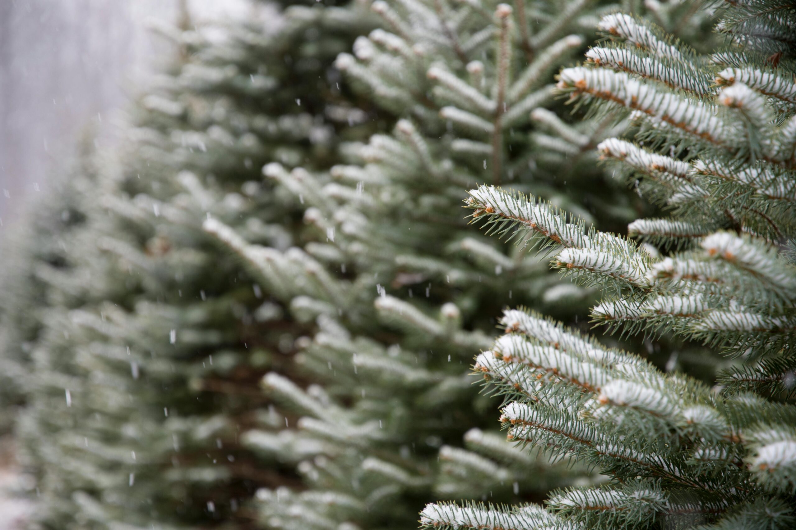 Supporting Grief During the Holidays